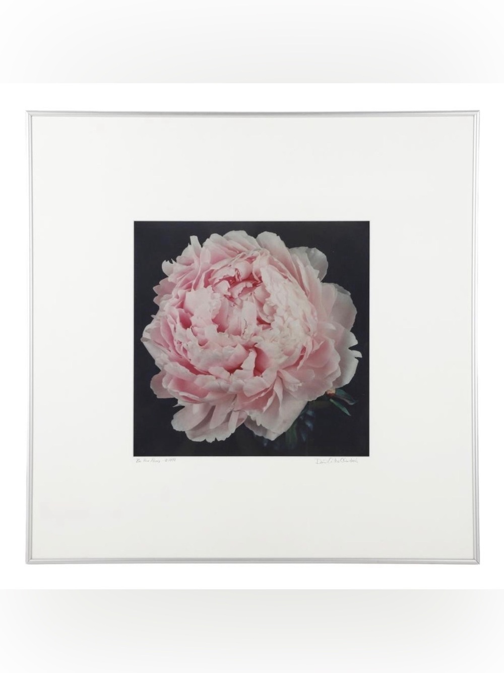 David McClinotock Peonies #8